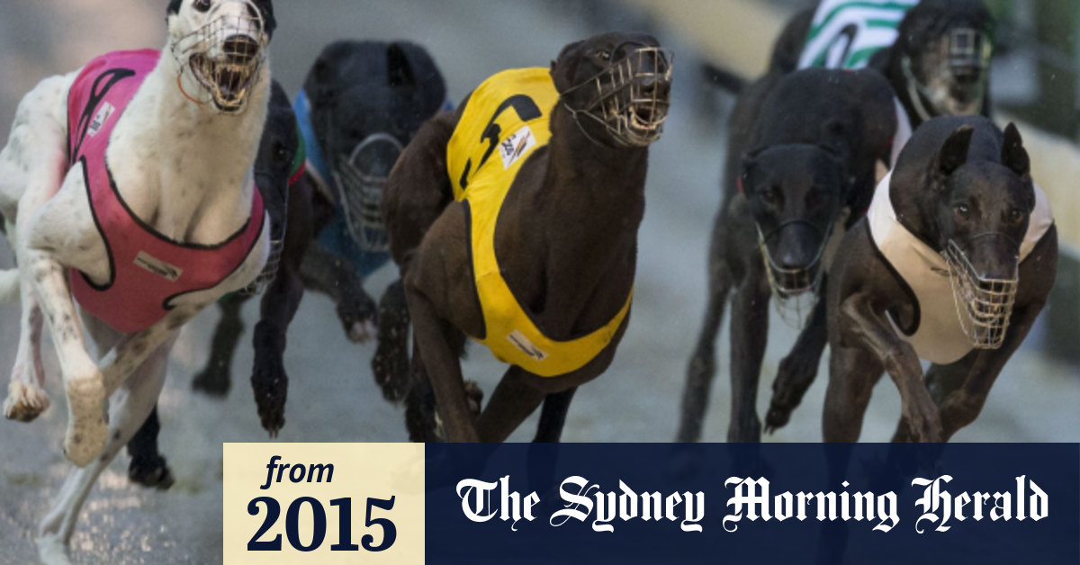 Major sponsor pulls support for greyhound racing in wake of live